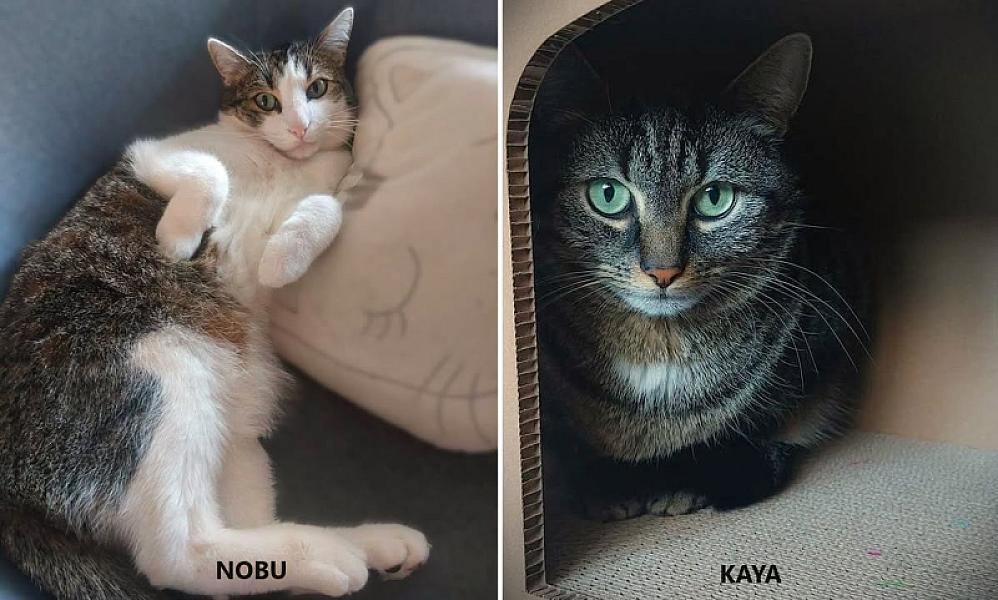 Kattenpraat