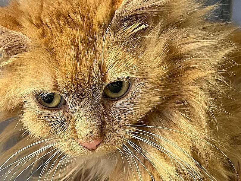Kattenpraat