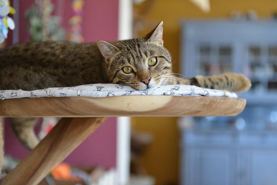Kattenpraat