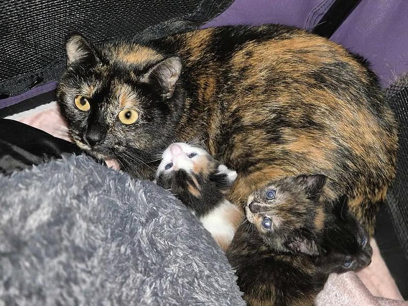 Kattenpraat