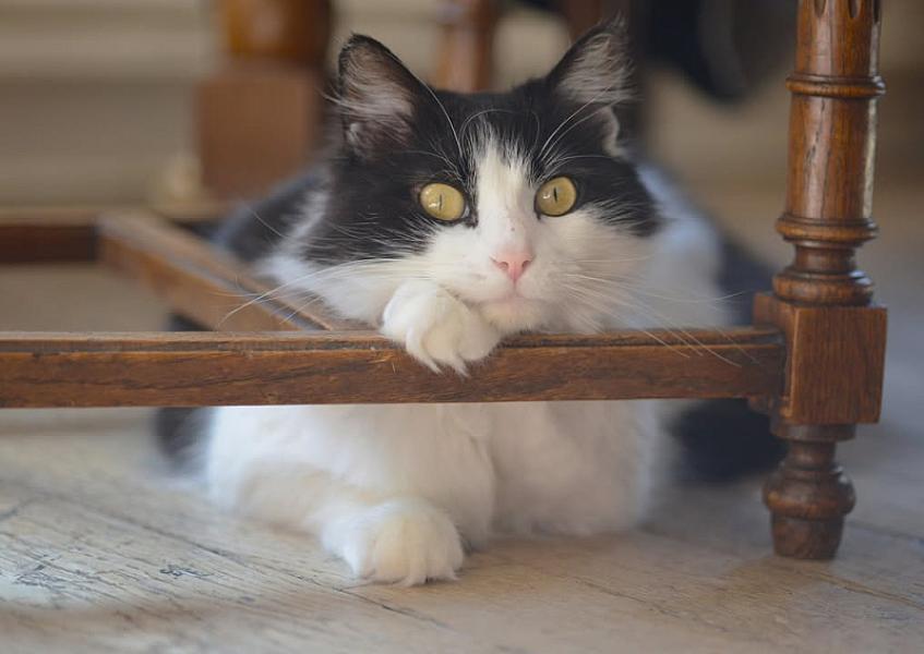 Kattenpraat