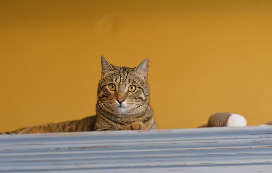 Kattenpraat