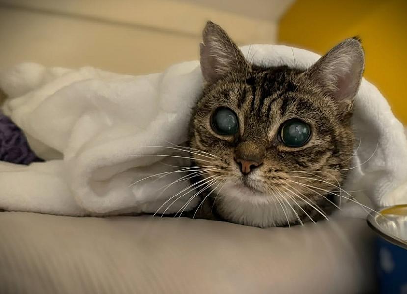 Kattenpraat