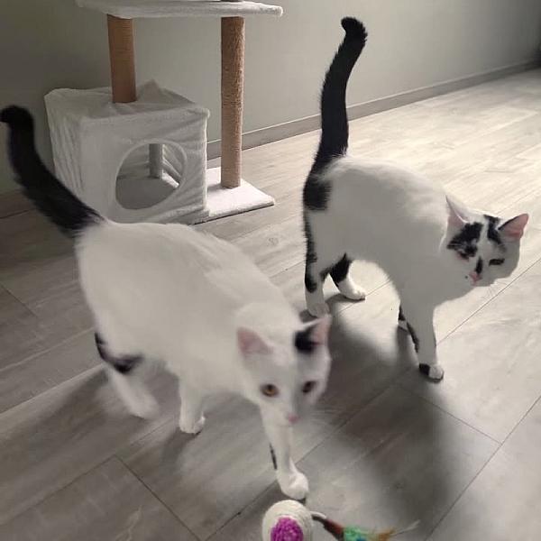 Kattenpraat