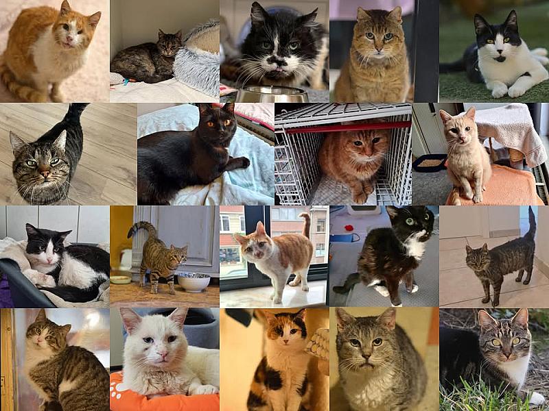 Kattenpraat