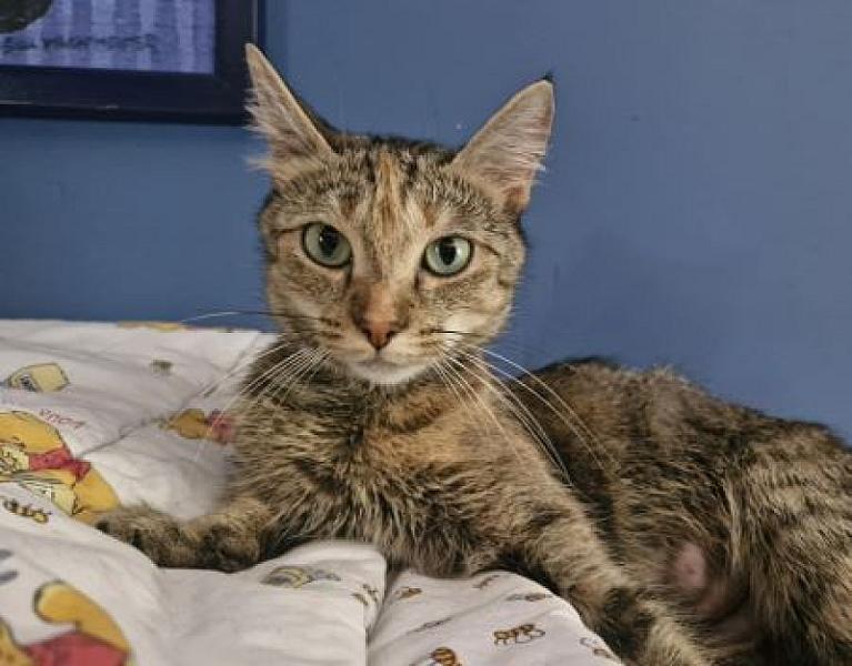 Kattenpraat