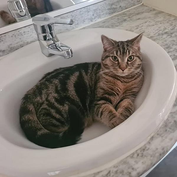 Kattenpraat