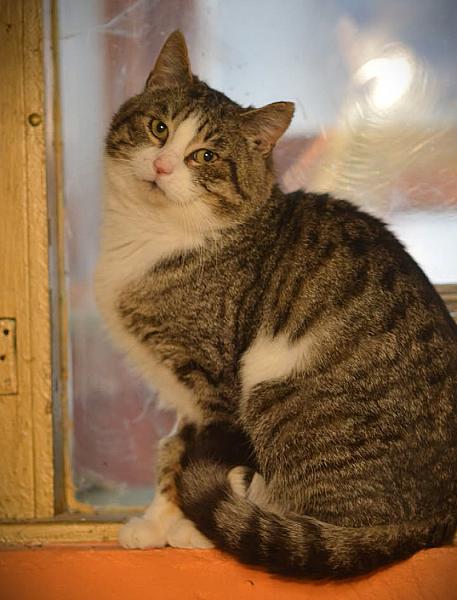 Kattenpraat