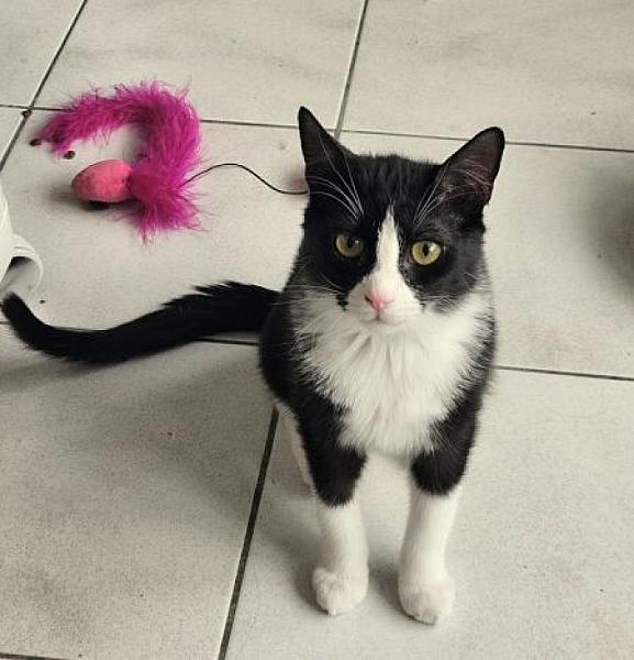 Kattenpraat