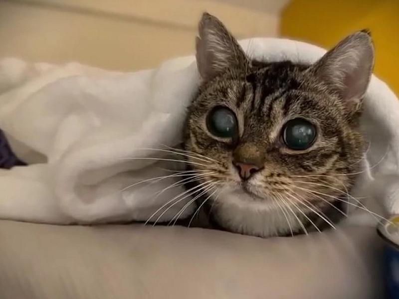 Kattenpraat