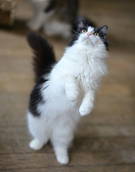 Kattenpraat
