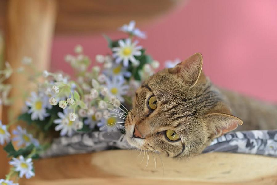 Kattenpraat