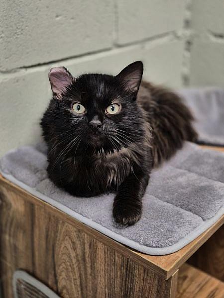 Kattenpraat