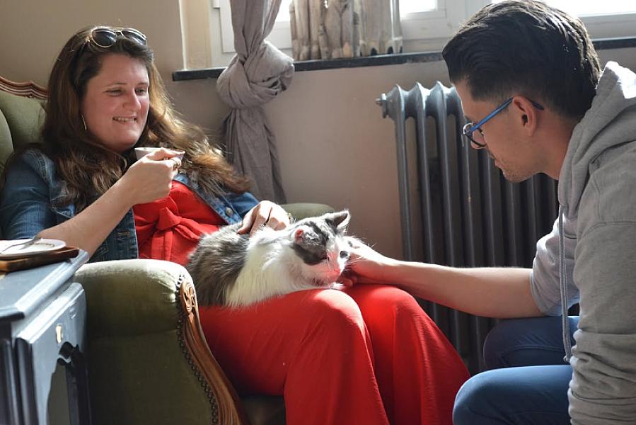 Kattenpraat
