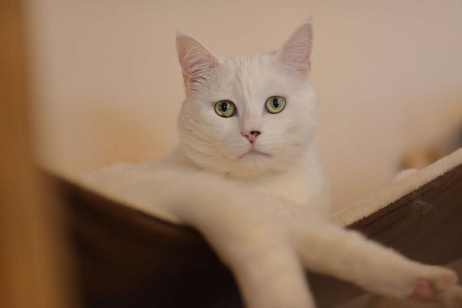 Kattenpraat