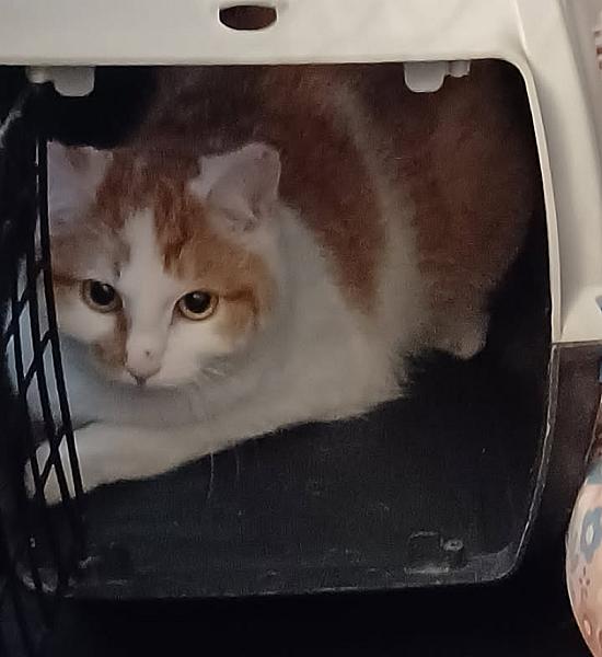 Kattenpraat