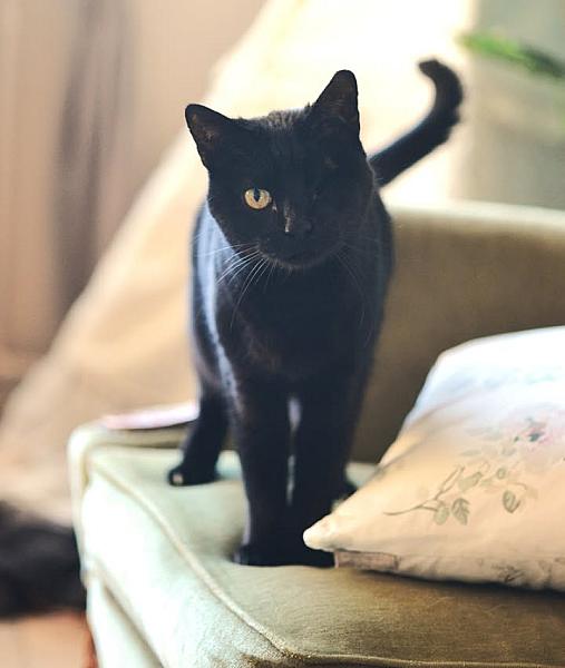 Kattenpraat