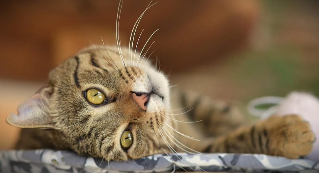 Kattenpraat