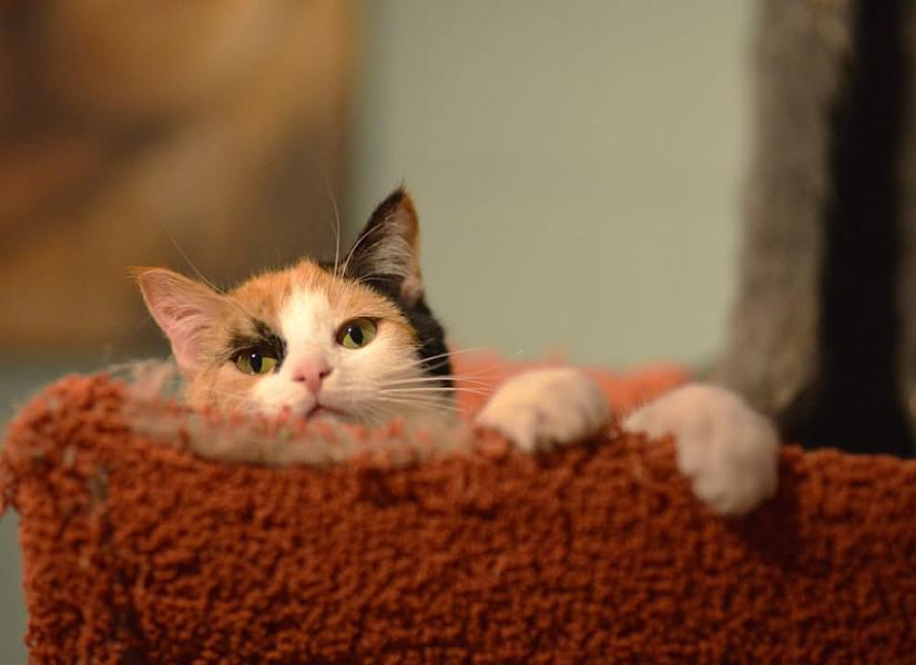 Kattenpraat