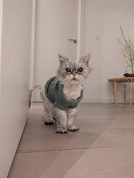 Kattenpraat