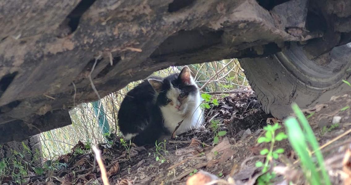 Kattenpraat