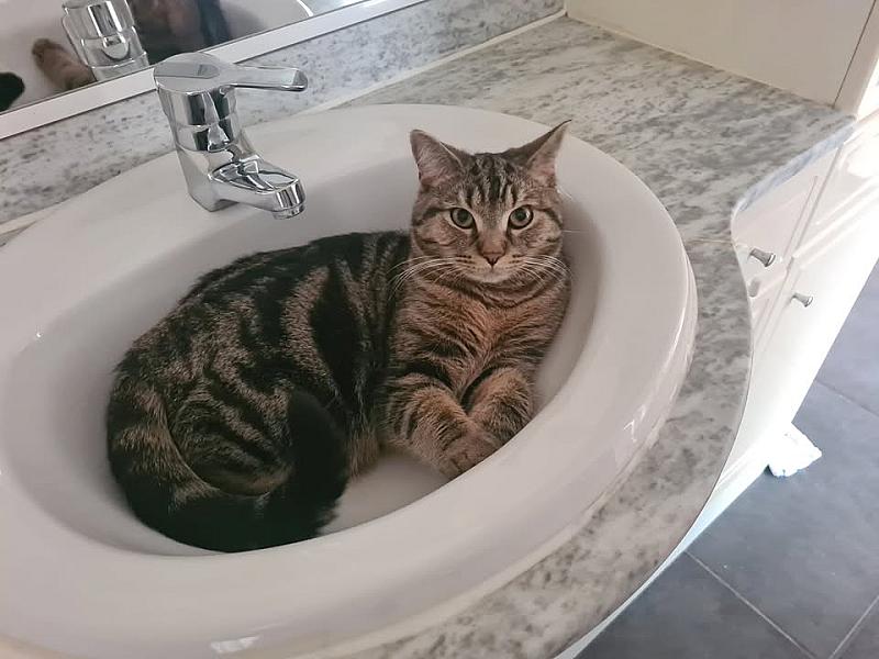 Kattenpraat