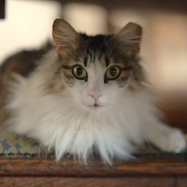 Kattenpraat