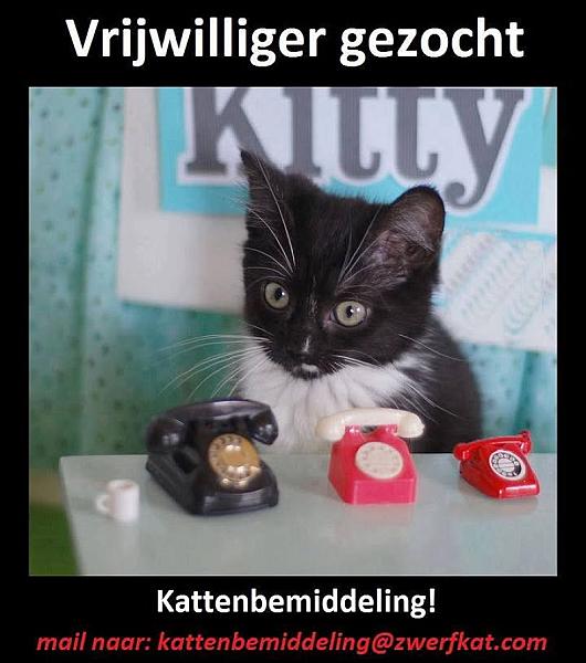 Kattenpraat