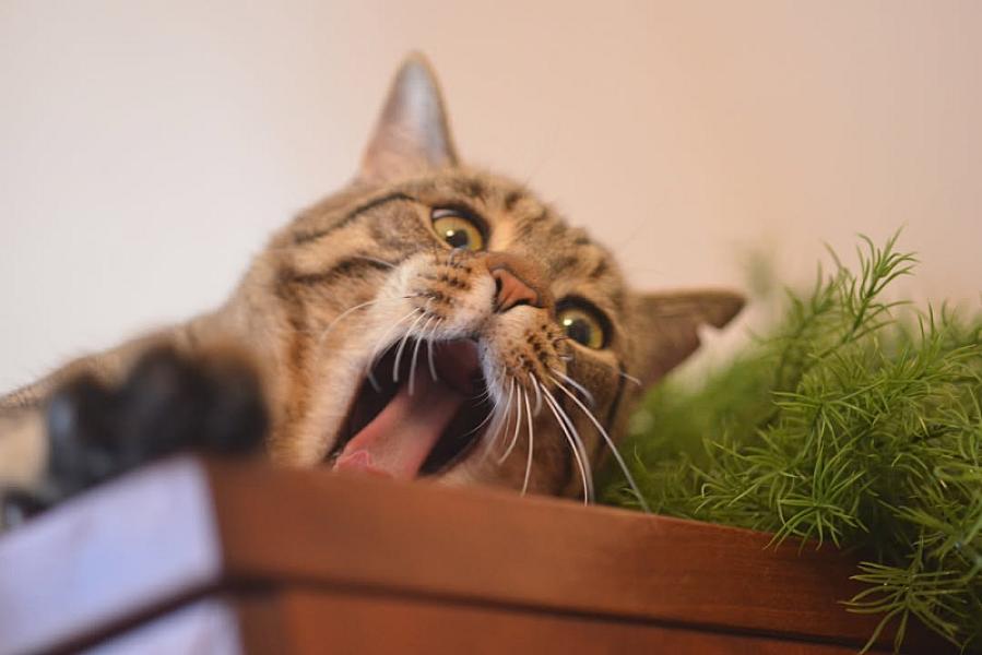 Kattenpraat