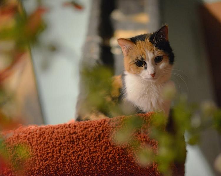 Kattenpraat