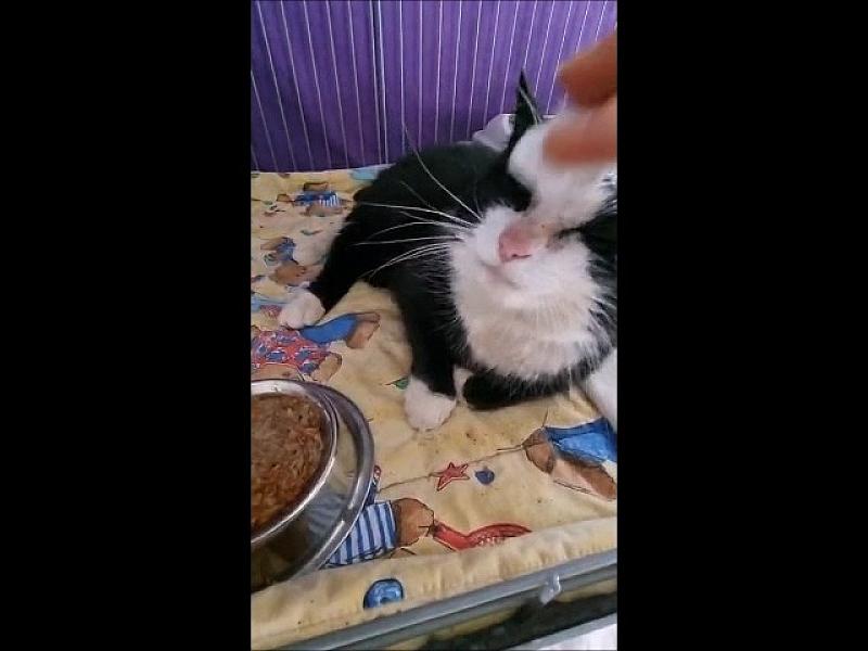 Kattenpraat