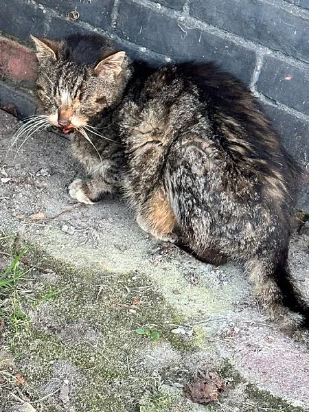 Kattenpraat