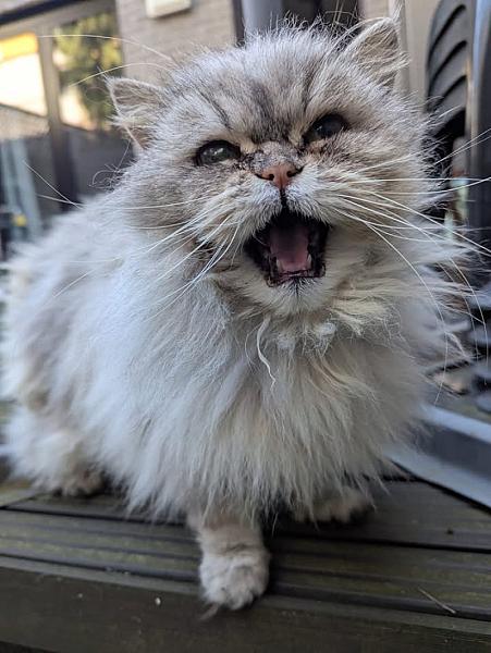 Kattenpraat