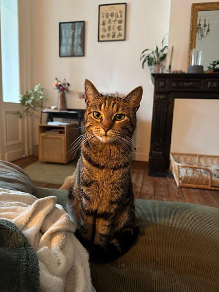 Kattenpraat