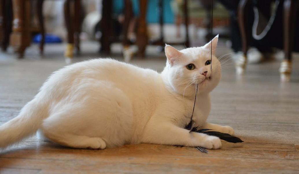 Kattenpraat
