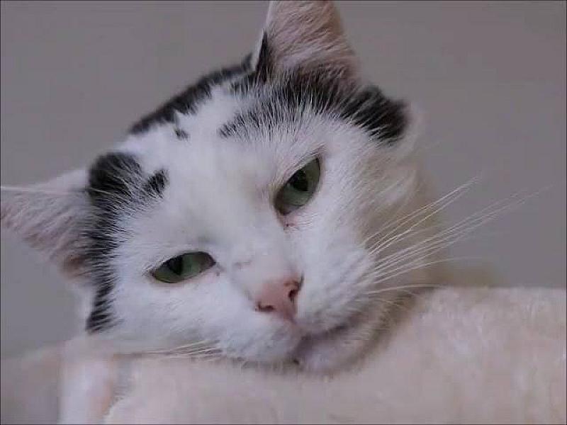 Kattenpraat