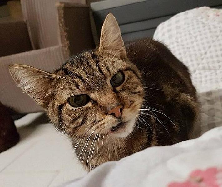 Kattenpraat