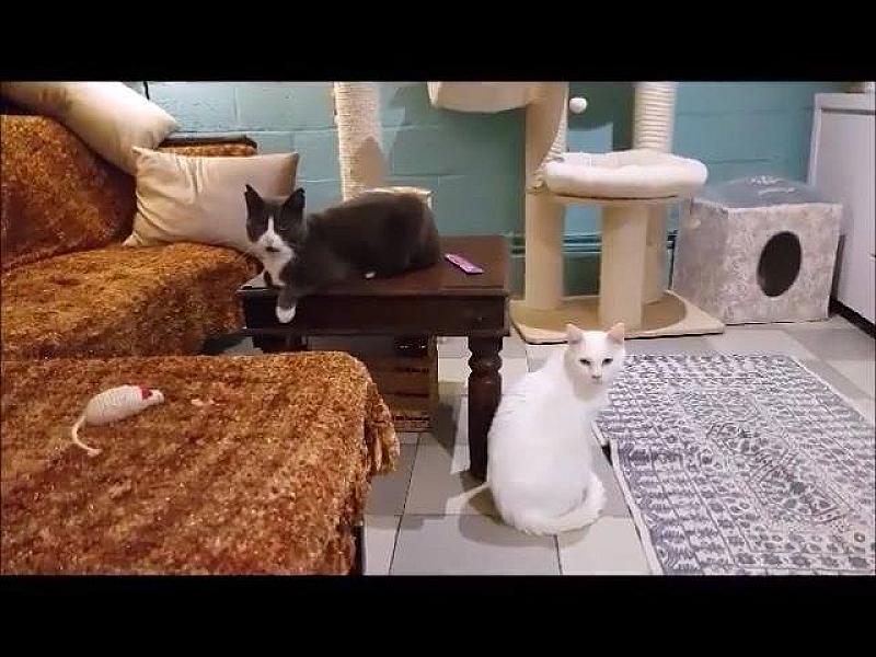 Kattenpraat