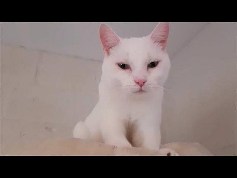 Kattenpraat