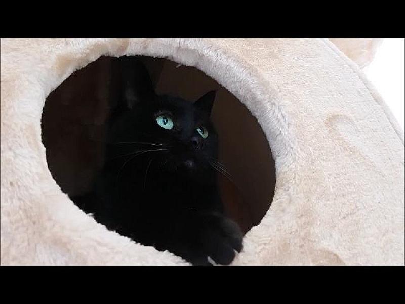 Kattenpraat