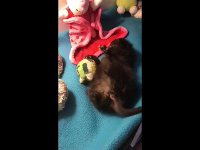 Kattenpraat