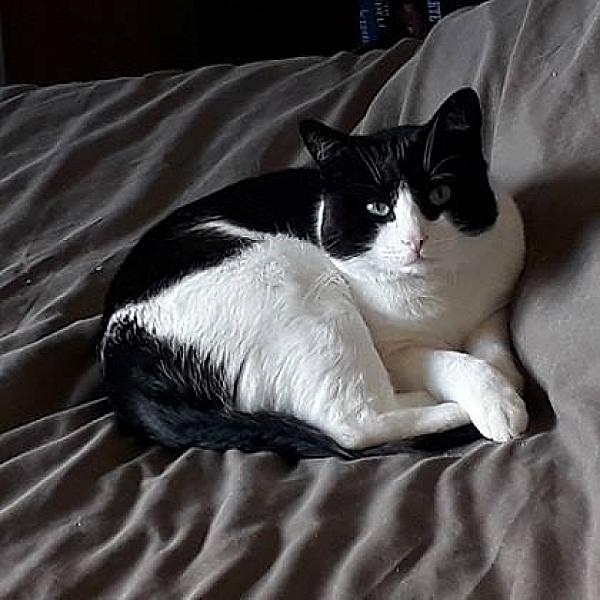 Kattenpraat