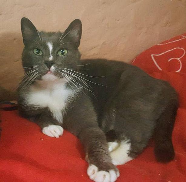 Kattenpraat