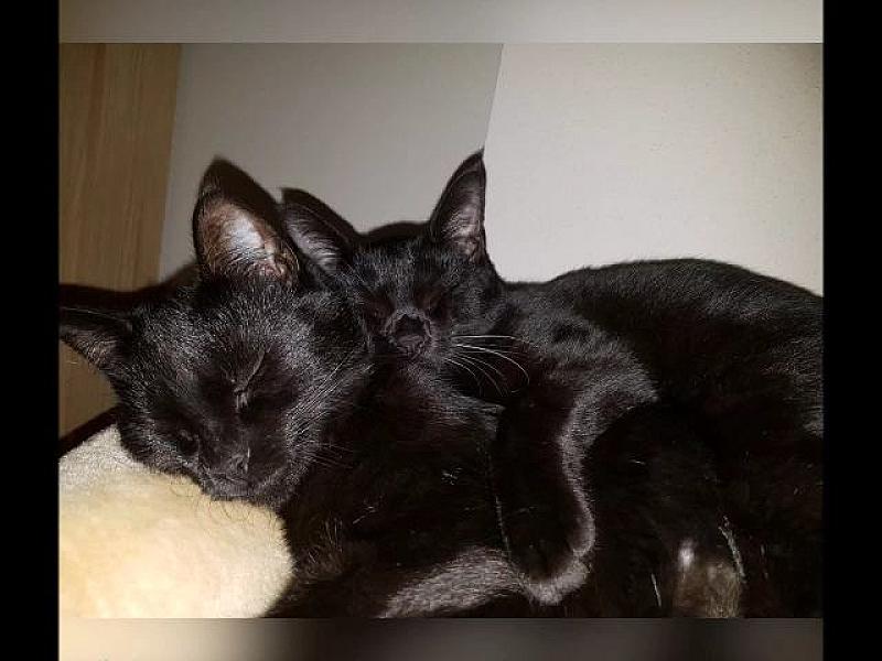 Kattenpraat