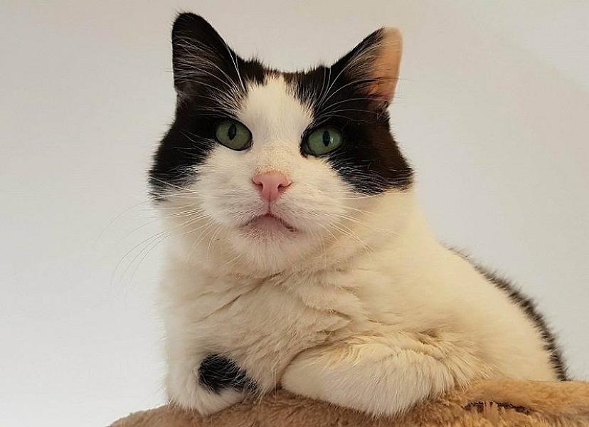 Kattenpraat