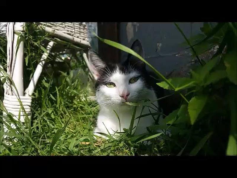 Kattenpraat