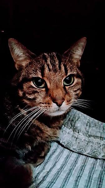 Kattenpraat