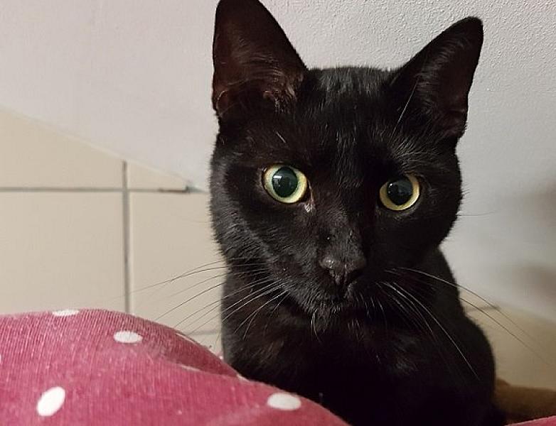 Kattenpraat