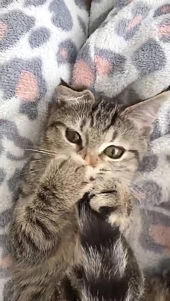 Kattenpraat