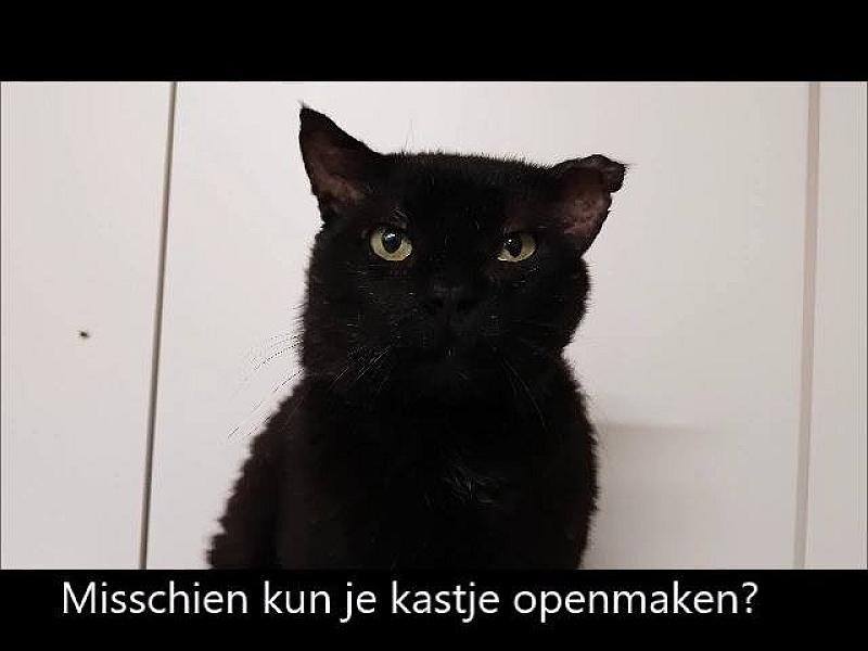 Kattenpraat